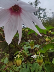 Dahlia campanulata