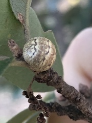 Allokermes cueroensis