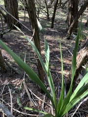 Yucca rupicola