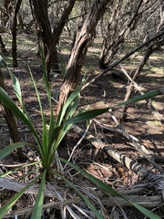 Yucca rupicola