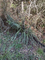 Yucca louisianensis
