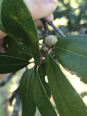Allokermes cueroensis