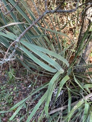 Yucca louisianensis