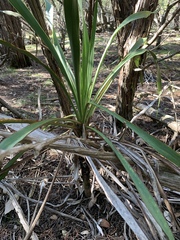 Yucca rupicola