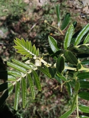 Senna multiglandulosa