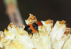 Dicranolaius bellulus