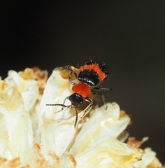 Dicranolaius bellulus