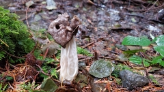 Helvella maculata