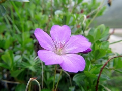 Geranium donianum