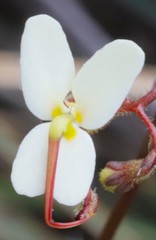 Stylidium piliferum