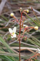 Stylidium piliferum
