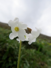 Primula munroi