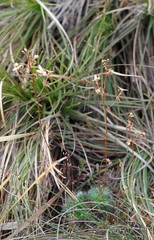 Stylidium piliferum