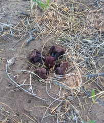 Prosopanche americana