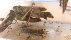 Oedaleus infernalis