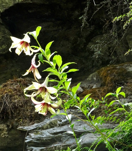 ウコンユリ (Lilium nepalense) · iNaturalist