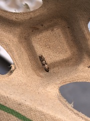 Blastodacna