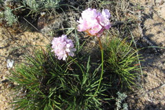 Armeria welwitschii