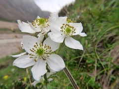 Anemonastrum tetrasepalum