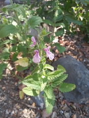 Stachys grandidentata