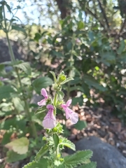 Stachys grandidentata