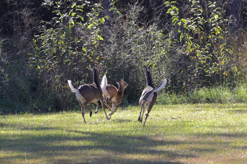 White-tailed Deer photographed in Mississippi