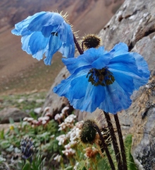Meconopsis horridula