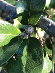 Allokermes cueroensis