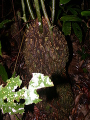Dioscorea bartlettii