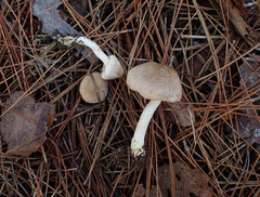 Inocybe sindonia