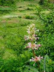 Morina longifolia