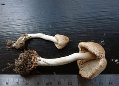 Inocybe sindonia