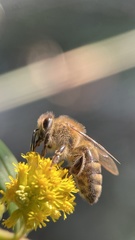 Apis mellifera
