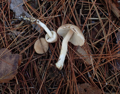 Inocybe sindonia