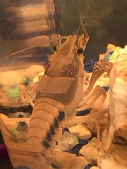 Procambarus natchitochae