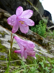 Notholirion macrophyllum