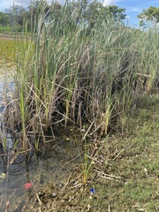 Typha capensis