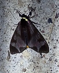 Dysschema leucophaea