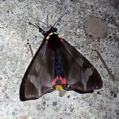 Dysschema leucophaea