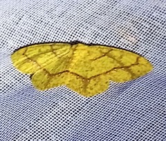 Periclina
