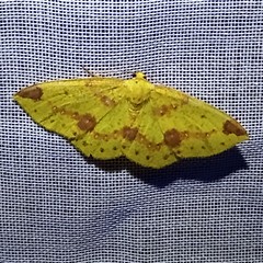 Periclina