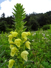 Pedicularis hoffmeisteri