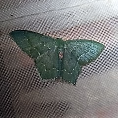 Chloropteryx tepperaria