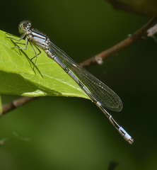Enallagma laterale