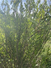 Nidorella ivifolia
