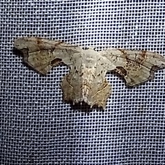 Calledapteryx dryopterata