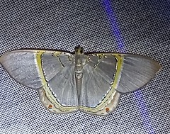 Phrygionis privignaria