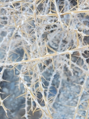 Tetradymia