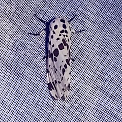 Hypercompe permaculata