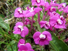 Pedicularis siphonantha